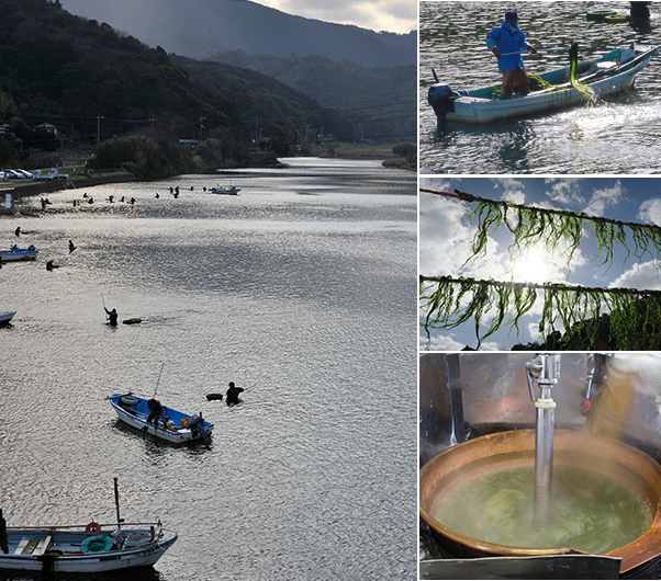 青海苔漁写真